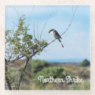 Dessous-de-verre En Verre Shrike du Nord