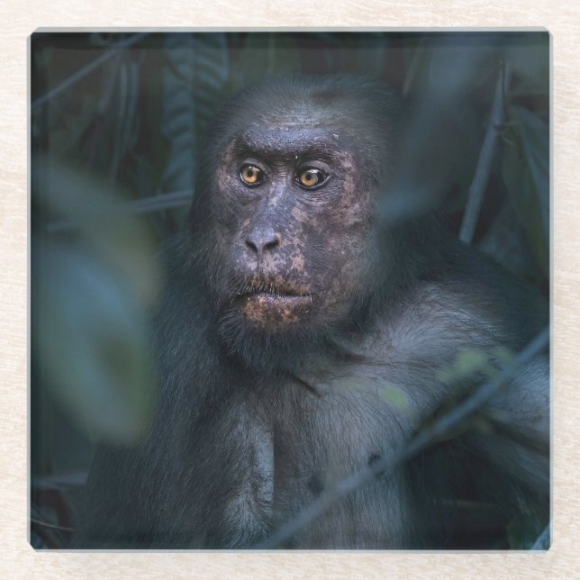 Dessous-de-verre En Verre Singe dans la jungle (Devant)