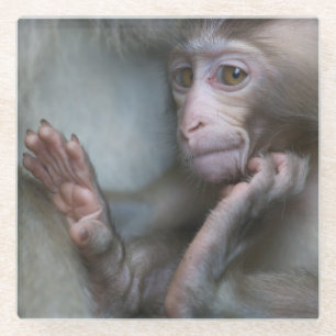 Dessous-de-verre En Verre Singe de bébé