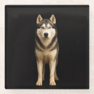 Dessous-de-verre En Verre Sous-verre en verre noir 4 Luxe, Husky Elite Glacé