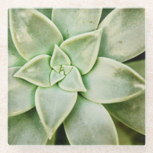 Dessous-de-verre En Verre Succulent de ressort