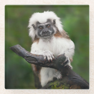 Dessous-de-verre En Verre Super Cute Coton Top Tamarin Primate