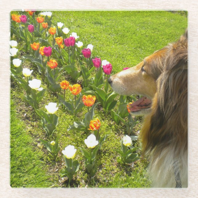 Dessous-de-verre En Verre The Collie N the Tulips Trinket Box (Devant)