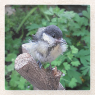Dessous-de-verre En Verre Tidi my Bird le Parus Major