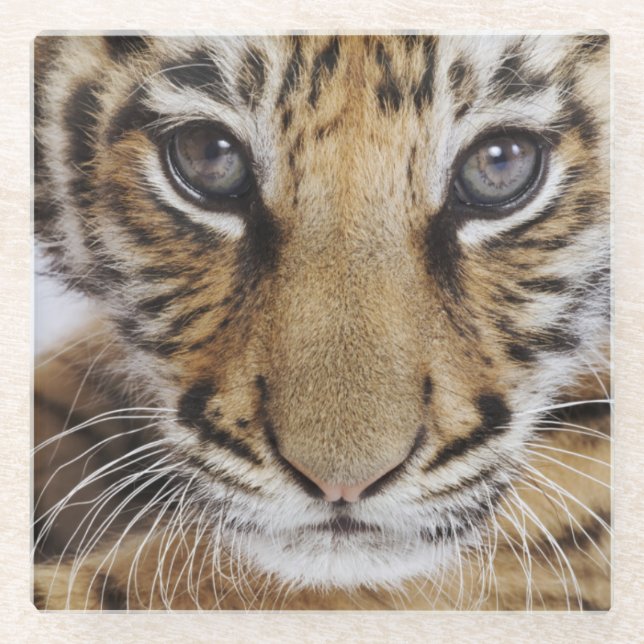 Dessous-de-verre En Verre Tigre CUB (Devant)