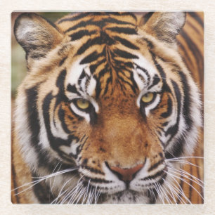 Dessous-de-verre En Verre Tigre du Bengale, Panthera tigris