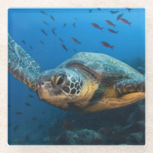 Dessous-de-verre En Verre Tortue noire (verte) (Chelonia agassizi)