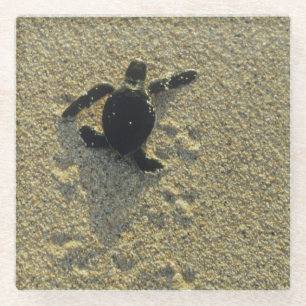 Dessous-de-verre En Verre Tortue verte, (Chelonia mydas), nouveau-né