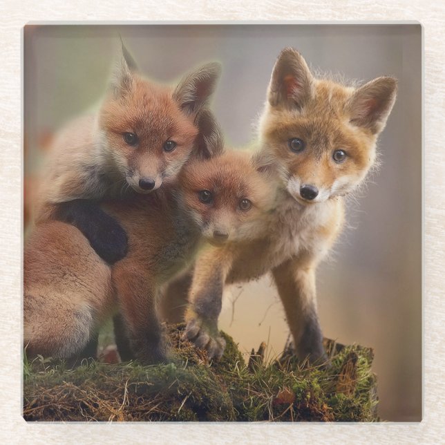 Dessous-de-verre En Verre Triplets Foxy (Devant)