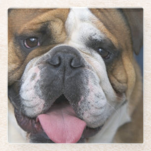 Dessous-de-verre En Verre Un bouledogue anglais en Belgique