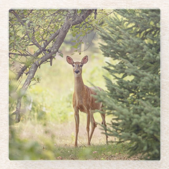 Dessous-de-verre En Verre Un cerf solitaire (Devant)
