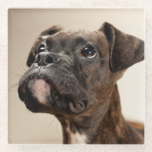 Dessous-de-verre En Verre Un chiot Brindle de boxeur recherchant