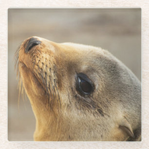 Dessous-de-verre En Verre Visage du lion de mer bébé