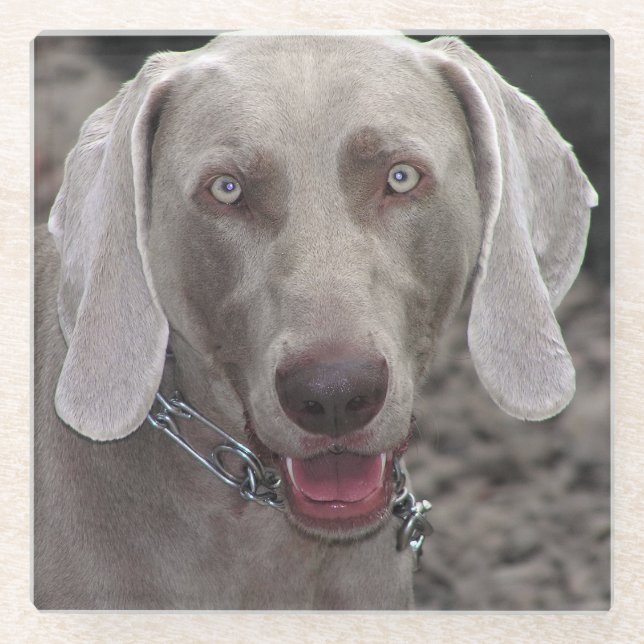 Dessous-de-verre En Verre Weimaraner (Devant)