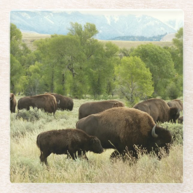 Dessous-de-verre En Verre Wyoming Bison Nature Animal Photographie (Devant)