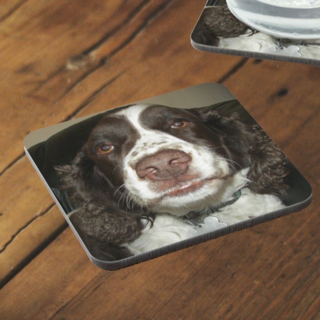 Dessous-de-verre English Springer Spaniel Pet Photo (In Situ Angled)