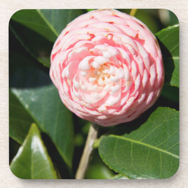 Dessous-de-verre États-Unis, Alabama, Théodore près de Mobile (Devant)