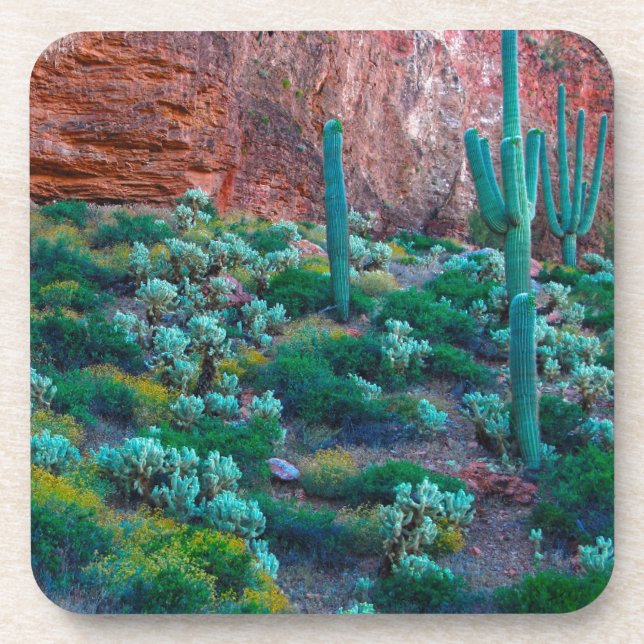 Dessous-de-verre États-Unis, Arizona. Flore du désert (Devant)