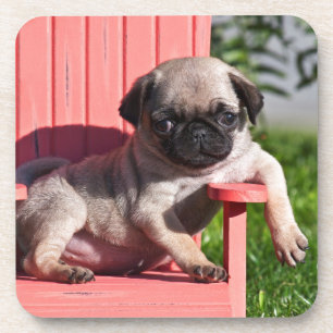 Dessous-de-verre États-Unis, Californie. Pug chiot avachi