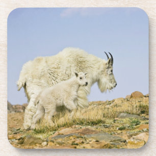 Dessous-de-verre États-Unis, Colorado, Montagnes Rocheuses, mont Ev