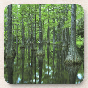 Dessous-de-verre États-Unis, Floride, Forêt nationale d'Apalachicol