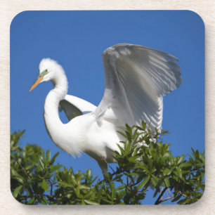 Dessous-de-verre États-Unis, Floride, St. Augustine, Aigrette