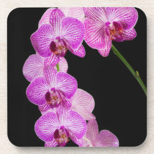 Dessous-de-verre États-Unis, Géorgie, Savannah, Groupe d'orchidées 