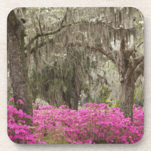 Dessous-de-verre États-Unis, Géorgie, Savannah, Printemps à l'histo