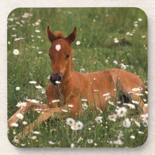 Dessous-de-verre États-Unis, Oregon, Poney arabe.