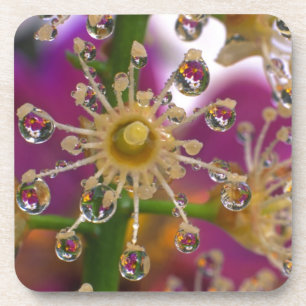 Dessous-de-verre États-Unis, Oregon, Portland. Fleurs de cosmos se