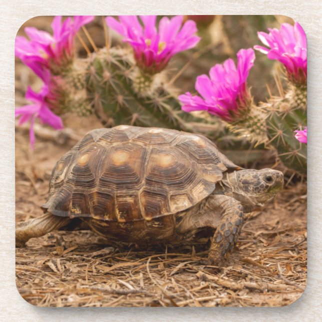 Dessous-de-verre États-Unis, Texas, comté de Hidalgo. Tortue (Devant)