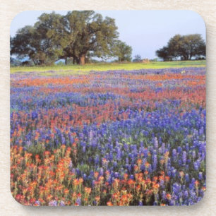 Dessous-de-verre États-Unis, Texas, Llano. Bluebonnets et redbonne