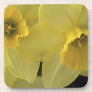 Dessous-de-verre États-Unis, Utah, jonquilles de Cache Valley