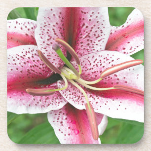 Dessous-de-verre États-Unis, Washington, Bellevue, Lily