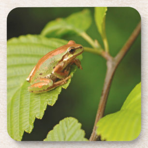 Dessous-de-verre États-Unis, Washington, Seattle, Discovery Park