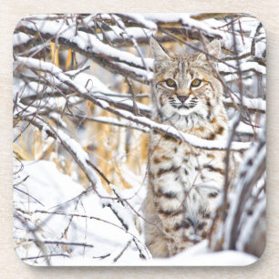 Dessous-de-verre États-Unis, Wyoming, Bobcat