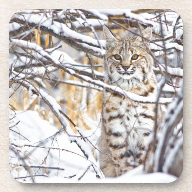 Dessous-de-verre États-Unis, Wyoming, Bobcat (Devant)