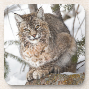 Dessous-de-verre États-Unis, Wyoming, Parc national de Yellowstone,