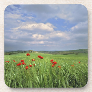 Dessous-de-verre Europe, Toscane, Poggiolo. Les coquelicots rouges