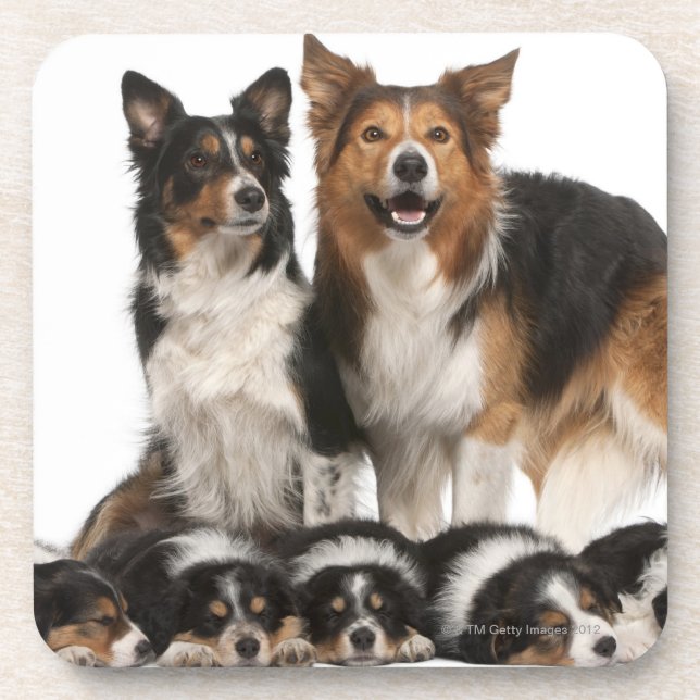 Dessous-de-verre Famille de border collie (Devant)