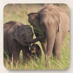 Dessous-de-verre Famille d'éléphants asiatiques indiens dans la sav