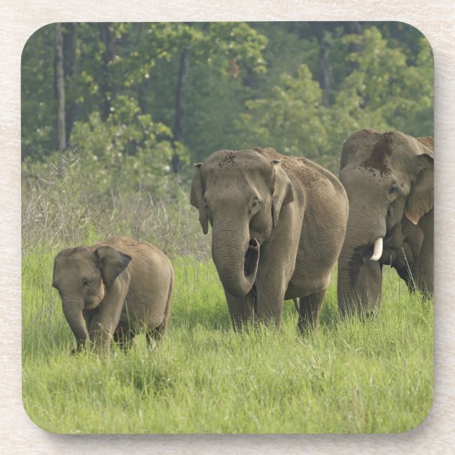 Dessous-de-verre Famille d'éléphants indiens (Devant)