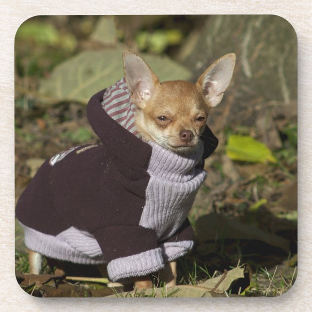 Dessous-de-verre Fancy Chihuahua (Devant)