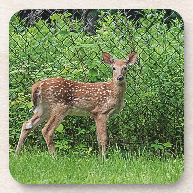 Dessous-de-verre Faune devant une clôture (Devant)