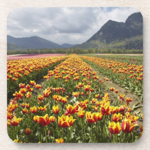 Dessous-de-verre Ferme de tulipes près d'Agassiz, Colombie-Britanni