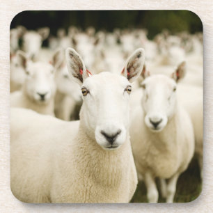 Dessous-de-verre Fermes Troupeau de moutons