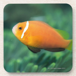 Dessous-de-verre Fermez-vous des poissons d'anémone des Maldives,
