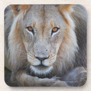 Dessous-de-verre fermez-vous d'un lion masculin, Panthera Lion,