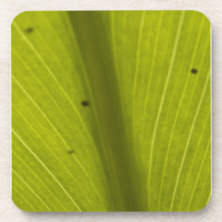 Dessous-de-verre Feuille Hawaiin vert gros