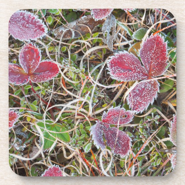 Dessous-de-verre Feuilles couvertes de givre, Canada (Devant)